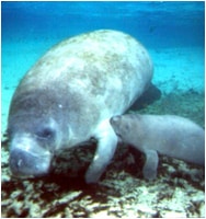 manatee