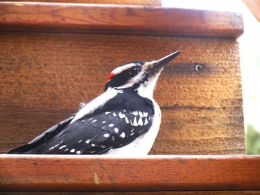 Woodpecker