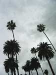 Palms