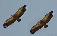 Vultures3