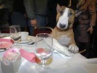 Bull_terrier