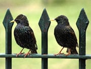 Starlings