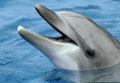 Dolphin