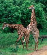 Giraff_stor_1