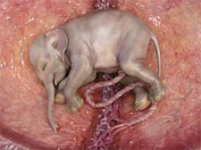 Elephant_1