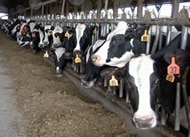 Dairy_cows_2004