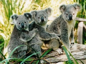 Koalas