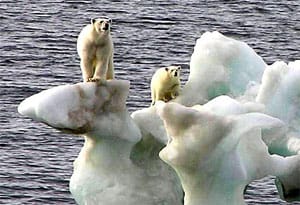 Polarbears_1