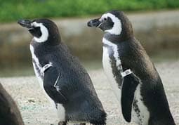 Gay_penguins_2