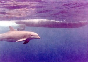 Dolphin_2