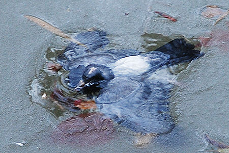 Frozen_pigeon_2