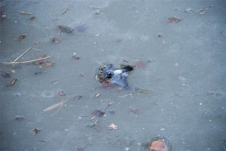 Frozen_pigeon