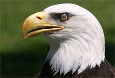 Baldeagle