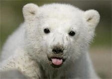 Knut