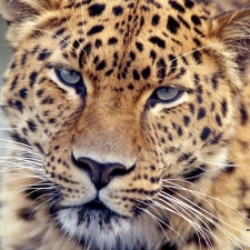 Amur_leopard