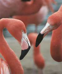 Gay_flamingos