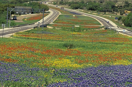 Wildflowers