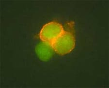 Cd4tcells_2