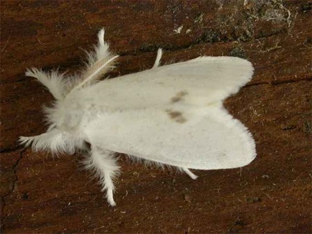 Browntailmoth