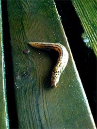 Slug