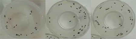 Fruitflies