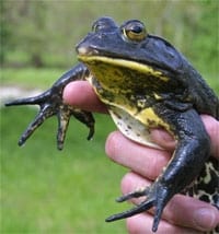 Bullfrog