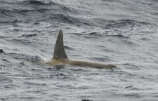 Whiteorca2