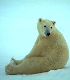 Polarbear