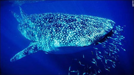 Whaleshark