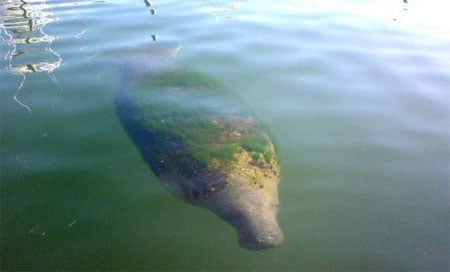 Manateecapecod