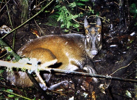 Muntjac