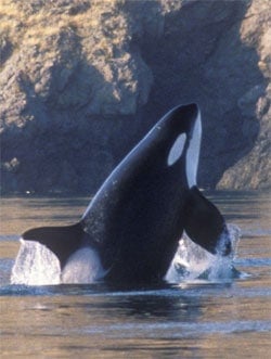 Orcas