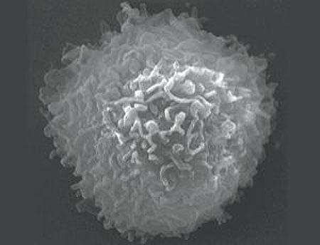 Tcell