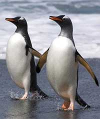 Penguins