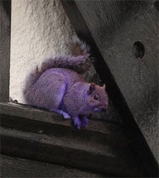 Purplesquirrel