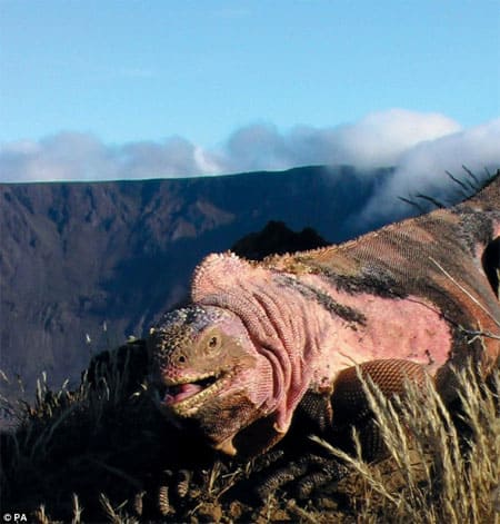 Pinkiguana