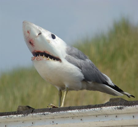 Greatwhiteseagull