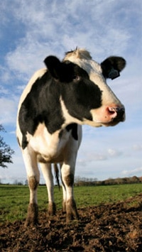 Cow