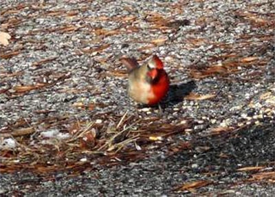 Cardinal