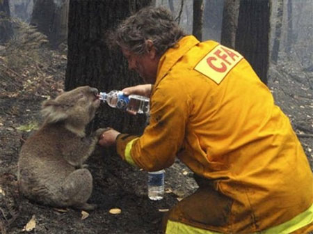 Koala