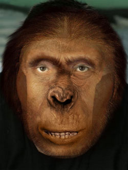 Australopithecus