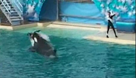 Shamu