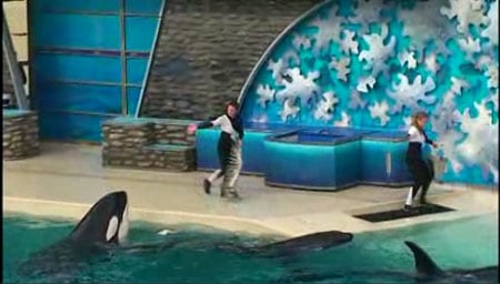 Shamu2