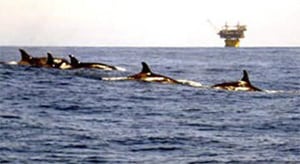 Orcas