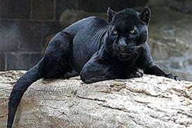 Panther