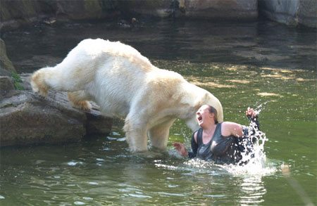 Polarbearattack