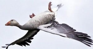 Goose