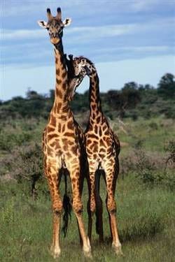 Gaygiraffes