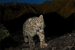 Snowleopard