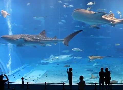 Aquarium